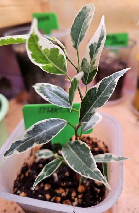 Продам комнатные растения