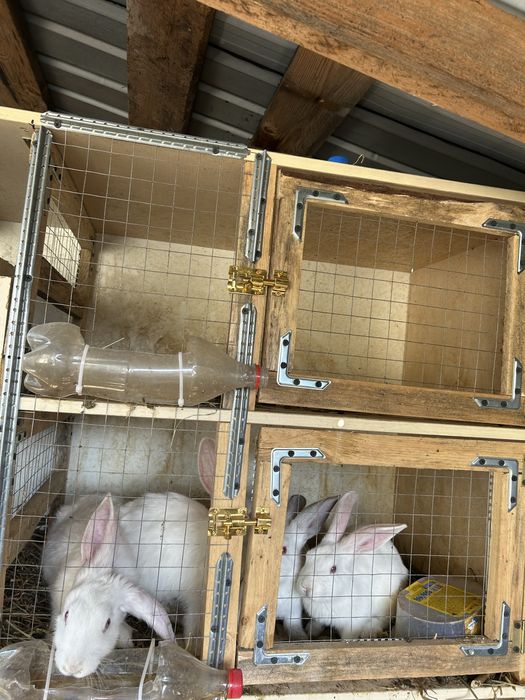 Продам породистых крольчат