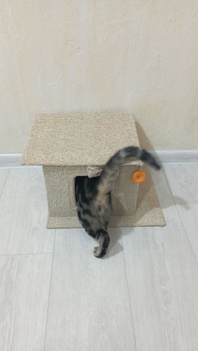 Домик для котёнка