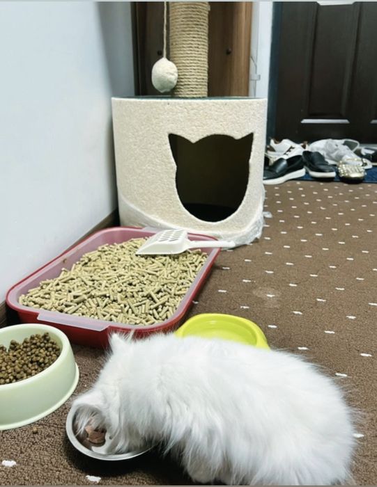 Продаётся кошка домашняя