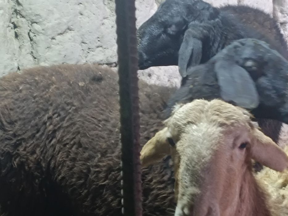 Қӯйлар сотилади 3 дона