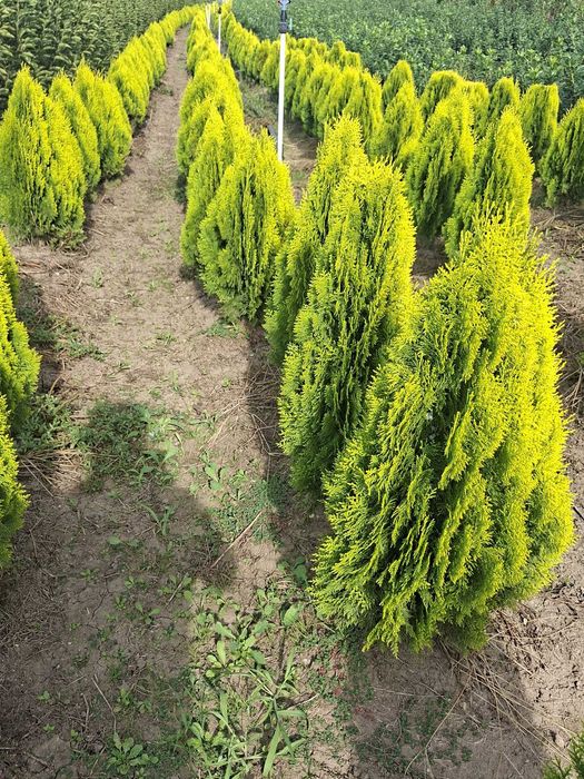 Tuia galbenă / Danica Aurea (Thuja occidentalis) - Conifer ornamental