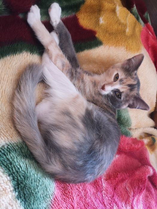 Отдам котенка с доставкой