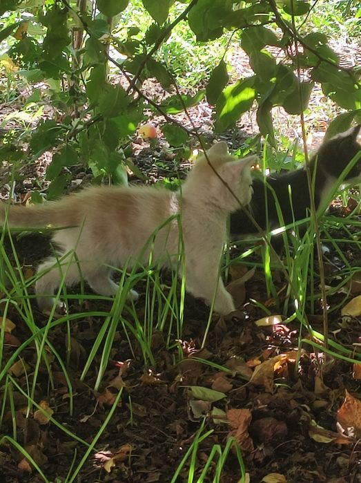 Отдам в добрые руки котят крысоловки