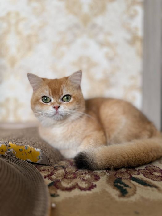 Zalataya shinshilla ny12 Vyaska