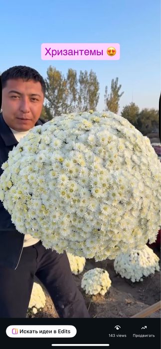 Продам куставые розы в разных цветах