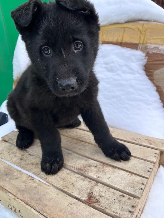 Продам щенят ВЕО