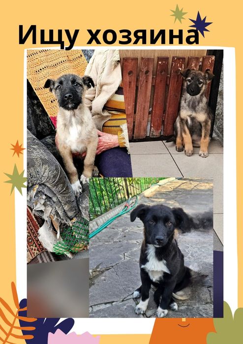 Чудо - энерджайзеры ищут хозяина!