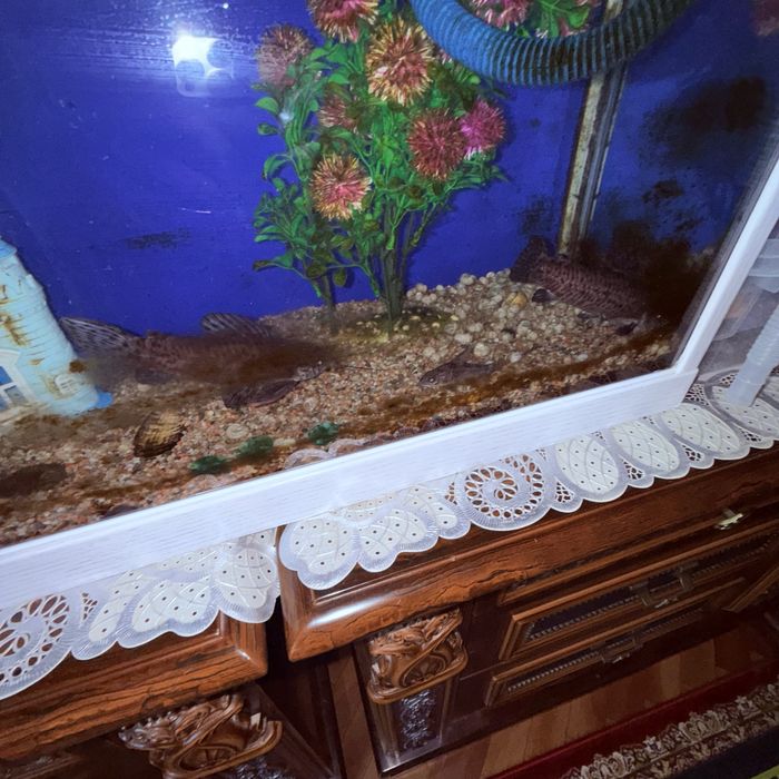 Аквариум уютный для дома очень хороший
