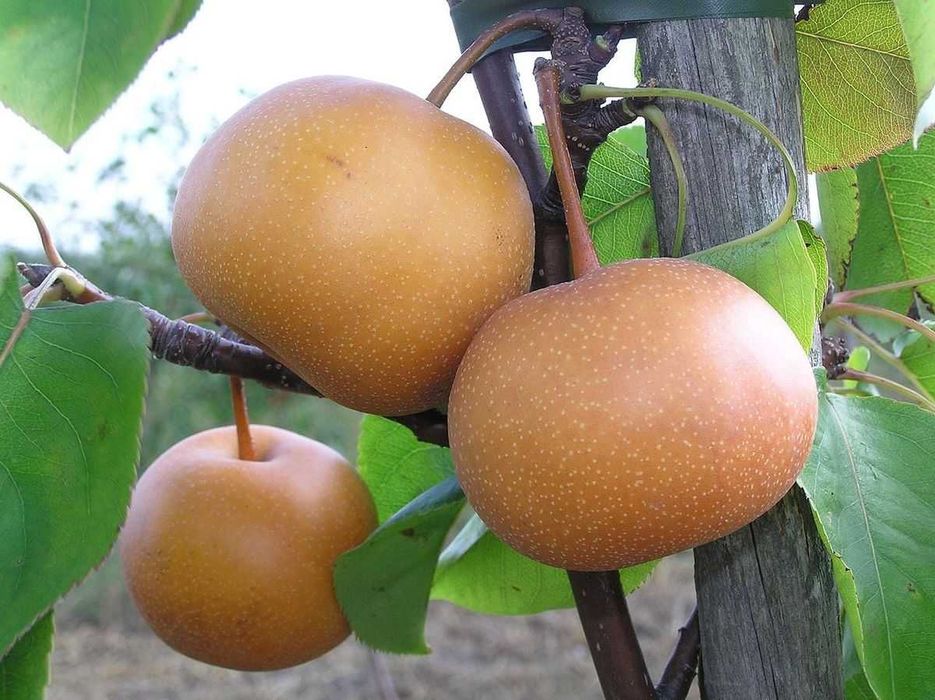 Азиатска круша Наши (Pyrus pyrifolia)