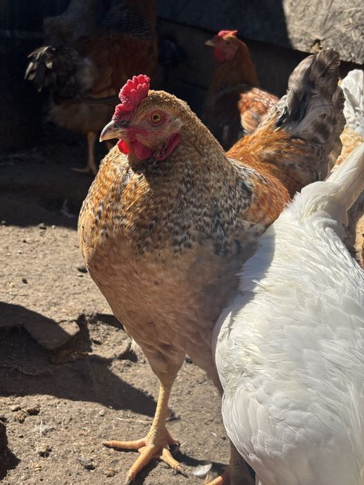 Продам молодых петушков