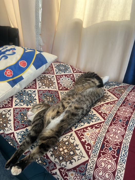 Вислоухо 35.000тг