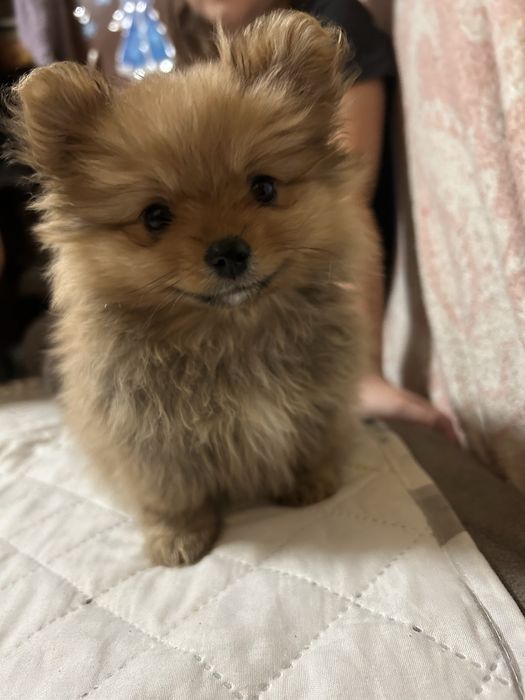 Продам шпица девочку