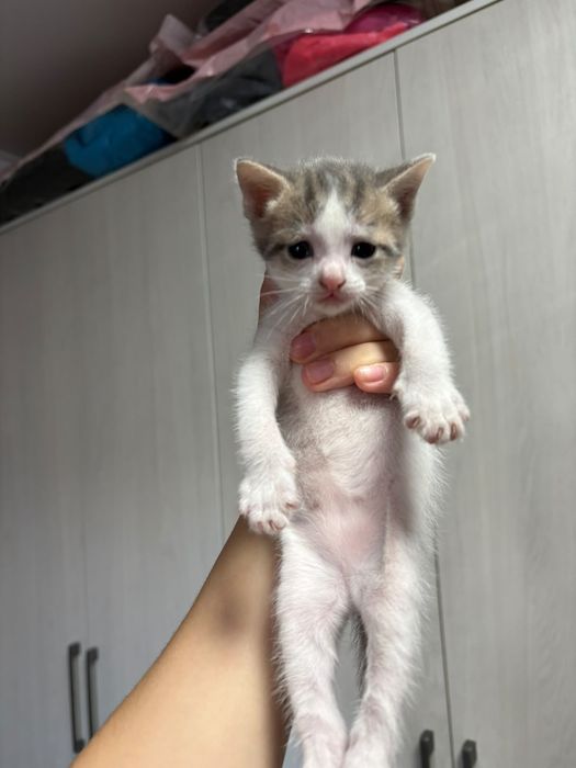 Котята бесплатно