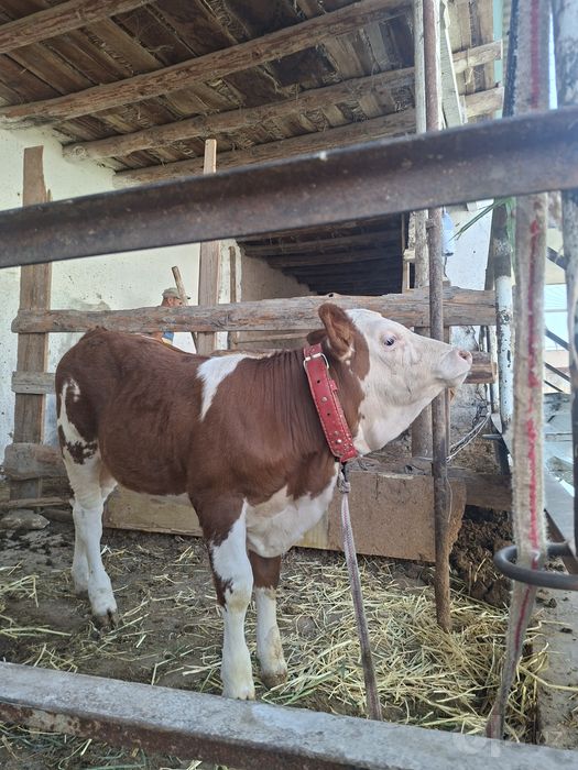 Simmental g'unajin sotiladi