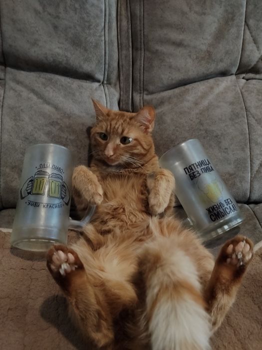 Отдам кота бесплатно