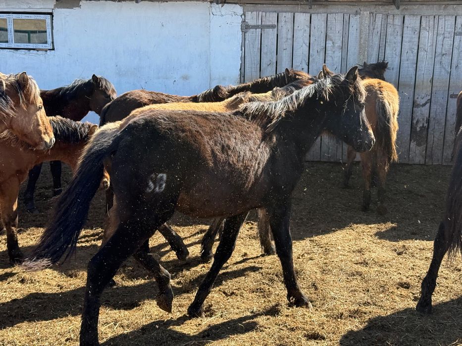 Продам Жабағы, Тай, Құнан