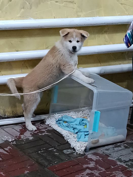 Акита ину  100%тоза пародали