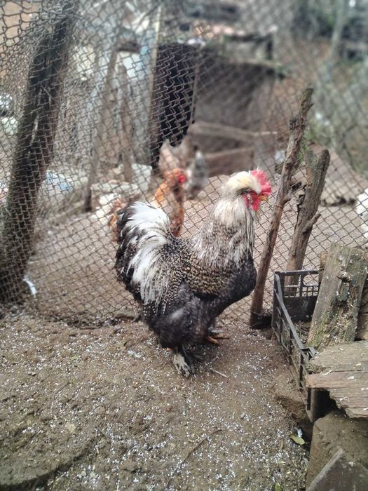 Струмски  петли.