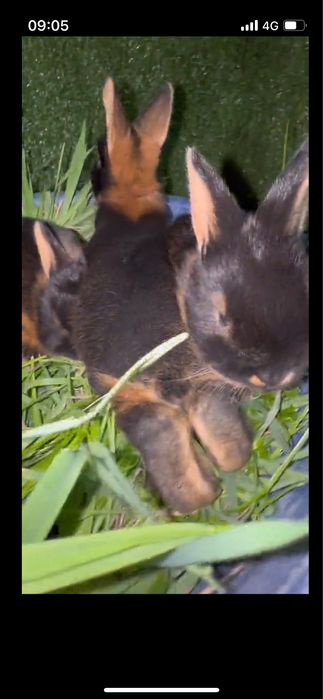 Огнёвка (черно-огненный) кролик