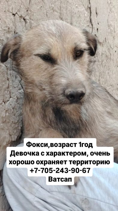 собаки в хорошие руки