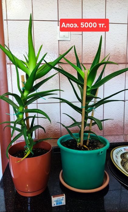 Продам комнатные растения.