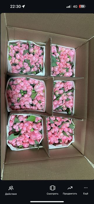 Тюльпаны крупные