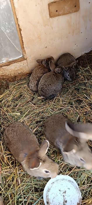 Продам крольчат 1  месец