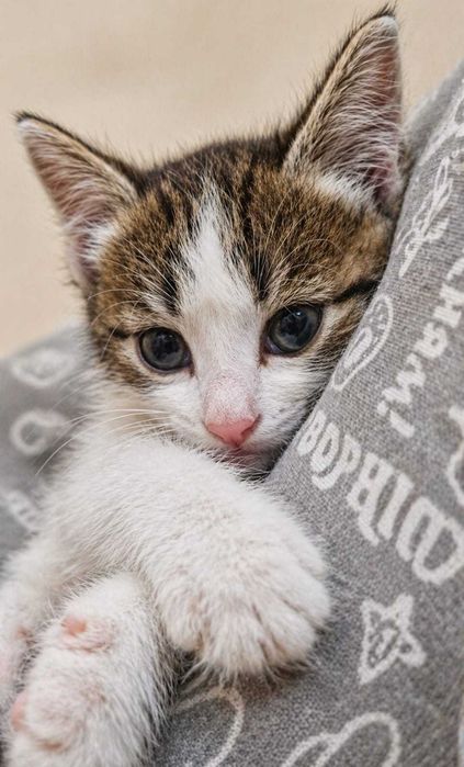 Котенок-девочка в ответственные и добрые руки, бесплатно