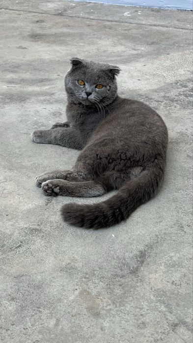 скотиш фолд продается