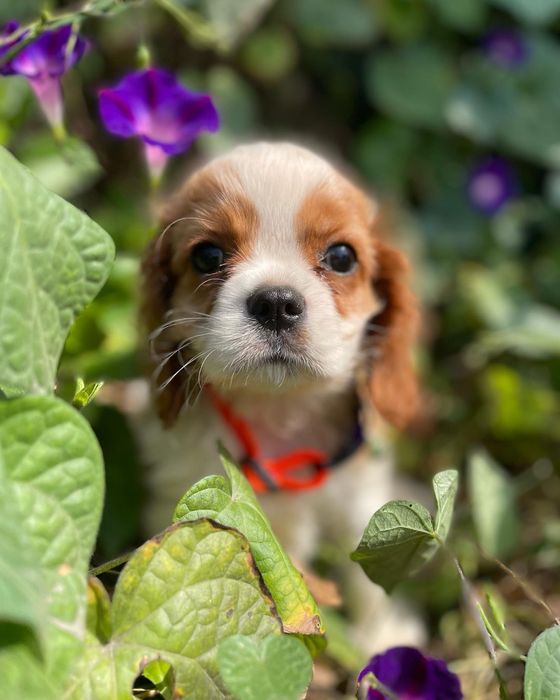 Кавалер кинг чарльз спаниель