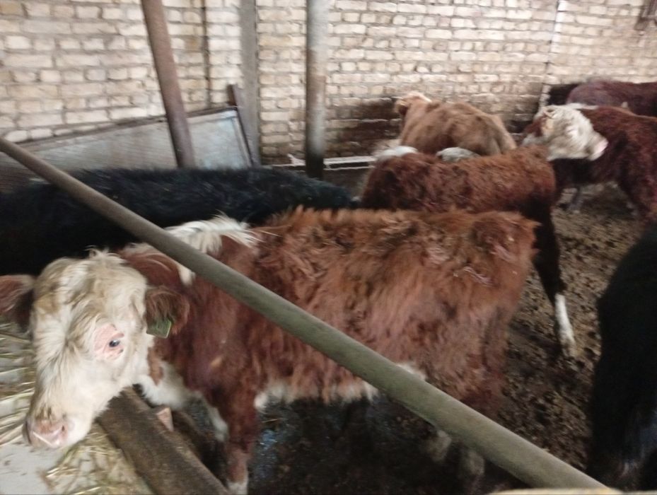 Greyfrut, Mikki Maus smental mollari