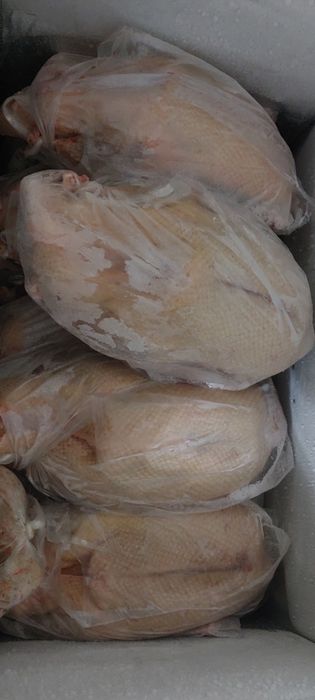 Гуси              домашние