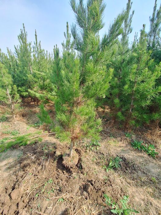 Сасна. Туя зелёный забор учун Можовелник , хлма хил турда.