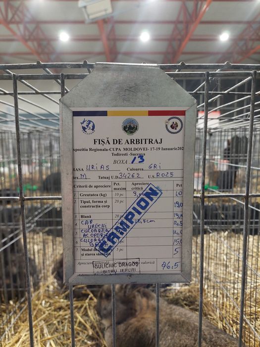 Disponibil Mascul 96,5p