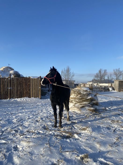 Айгыр, Айғыр , Жеребец