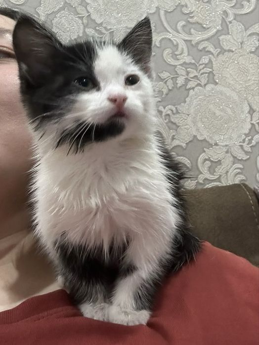 Астана! Котёнок 1,5 месяца, срвсем кроха