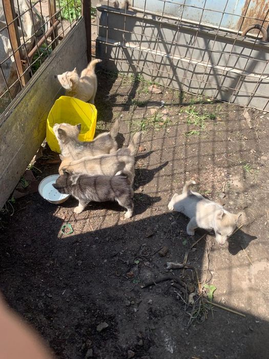 Щенки Хаски 1,5 месяца