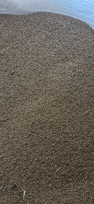 Vind griu productie 2025