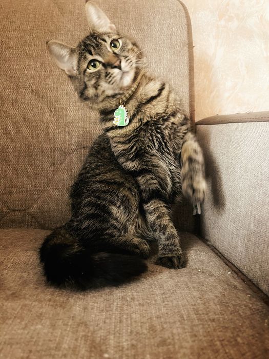 Пухленький кот в добрые руки