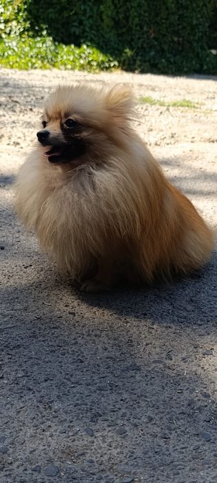 Мальчик шпиц с документами миник