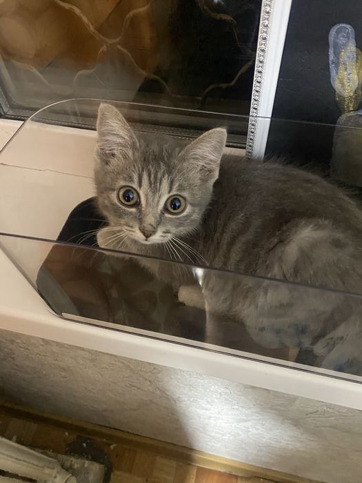 Продам котенка девочка