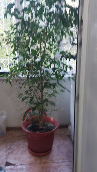 Продам фикус бенджамина