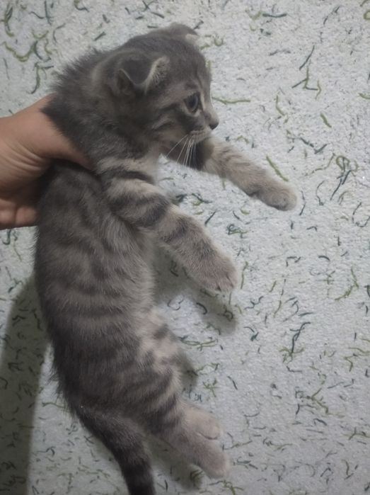 Продаются срочно!