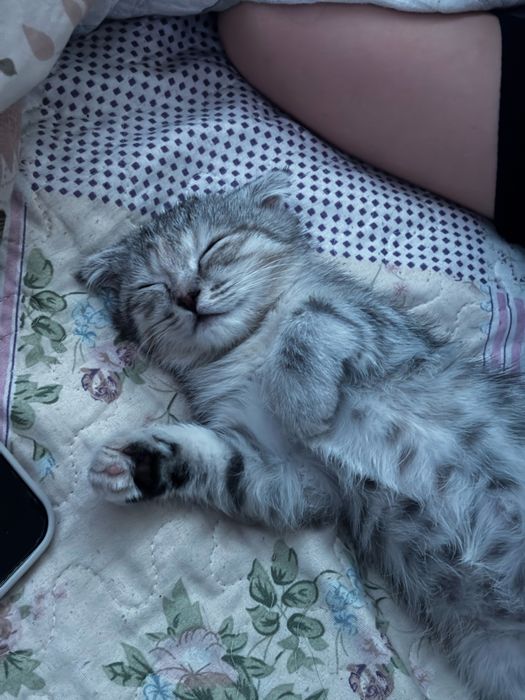 Продаётся маленькая принцесса