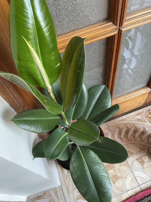 Домашние ростения