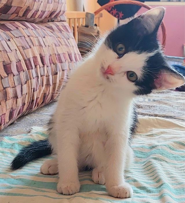 Отдам котят мальчиков!!!