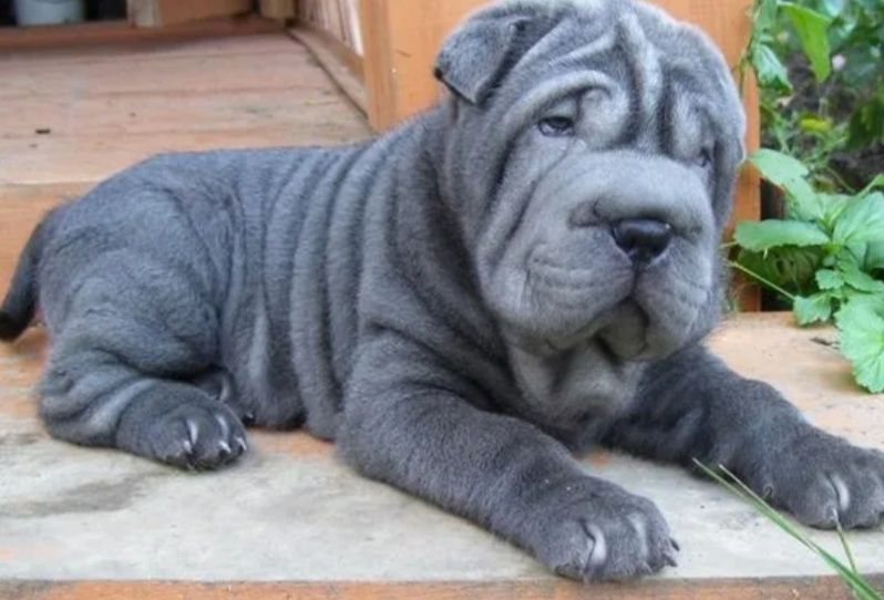 Продажа щенков шарпей