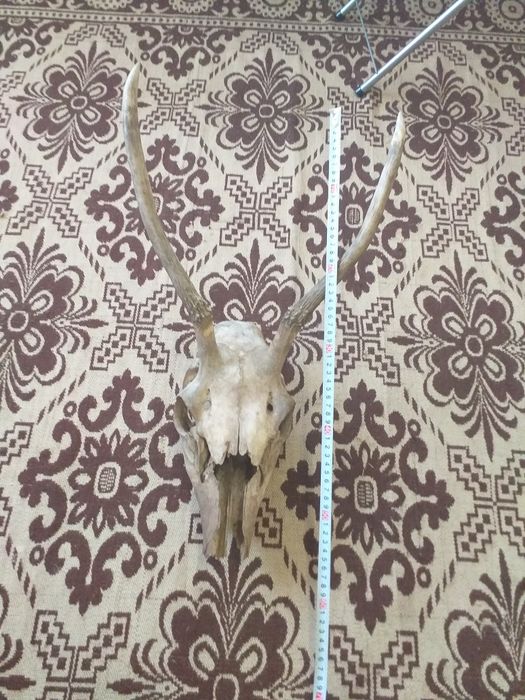 Рога рог елен еленски лопатар сръндак сърна роги трофей ловен ловци