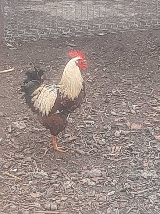 Cocoși de curte tineri frumoși